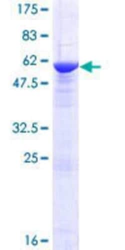 R&D Systems&trade;&nbsp;Recombinant Human NRBP2 GST (N-Term) Protein