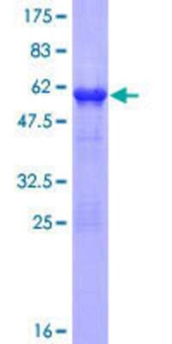 Novus Biologicals&trade;&nbsp;Recombinant Human TCEAL5 GST (N-Term) Protein
