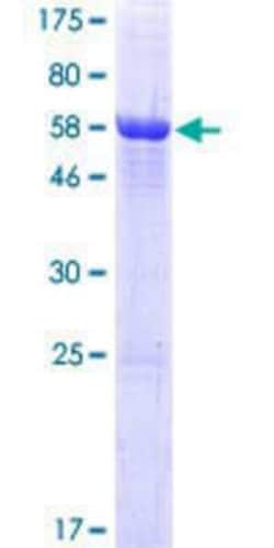 Novus Biologicals&trade;&nbsp;Recombinant Human NCCRP1 GST (N-Term) Protein
