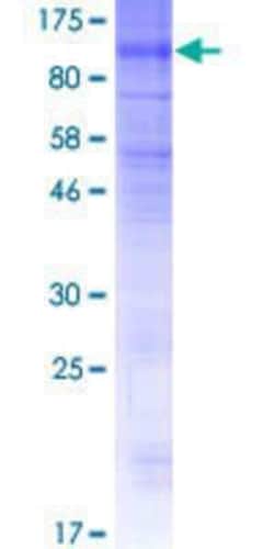 Novus Biologicals&trade;&nbsp;Recombinant Human SLCO4C1 GST (N-Term) Protein