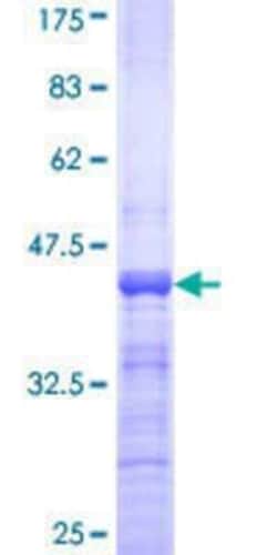Novus Biologicals&trade;&nbsp;Recombinant Human MafA GST (N-Term) Protein