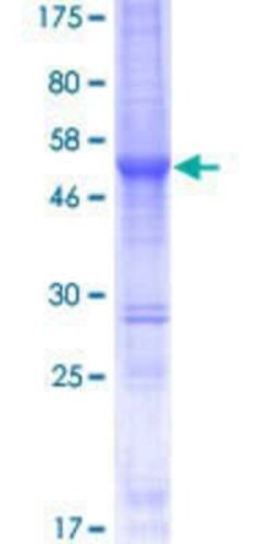 Novus Biologicals&trade;&nbsp;Recombinant Human SPANXN2 GST (N-Term) Protein
