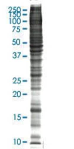 Novus Biologicals NIH 3T3 Nuclear Cell Lysate 0.05 mg | Buy Online | Novus Biologicals&trade; | Fisher Scientific