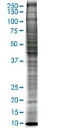Novus Biologicals&trade;&nbsp;U-2 OS Nuclear Cell Lysate