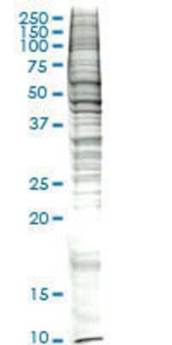 Novus Biologicals&trade;&nbsp;Raw 264.7 Nuclear Cell Lysate