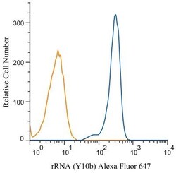 rRNA Antibody (Y10b) - BSA Free, Novus Biologicals 0.025mL; Unlabeled:Antibodies,