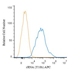 rRNA Antibody (Y10b) - BSA Free, Novus Biologicals 0.025mL; Unlabeled:Antibodies,