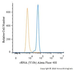 rRNA Antibody (Y10b) - BSA Free, Novus Biologicals 0.025mL; Unlabeled:Antibodies,
