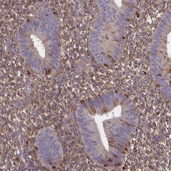 sFRP-4 Antibody, Novus Biologicals 0.1mL; Unlabeled:Antibodies, Polyclonal