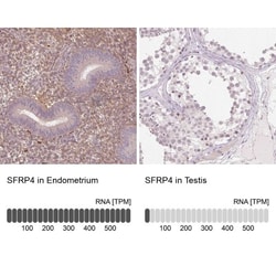 sFRP-4 Antibody, Novus Biologicals 0.1mL; Unlabeled:Antibodies, Polyclonal