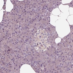 shootin-1 Antibody, Novus Biologicals 0.1mL; Unlabeled:Antibodies, Polyclonal