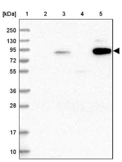 shootin-1 Antibody, Novus Biologicals 0.1mL; Unlabeled:Antibodies, Polyclonal
