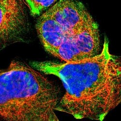stonin-2 Antibody, Novus Biologicals 0.1mL; Unlabeled:Antibodies, Polyclonal