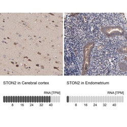 stonin-2 Antibody, Novus Biologicals 0.1mL; Unlabeled:Antibodies, Polyclonal