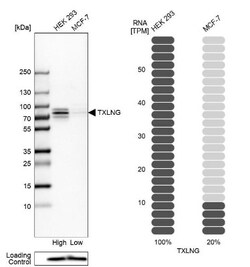 taxilin gamma Antibody, Novus Biologicals 25 &mu;L; Unlabeled:Antibodies,