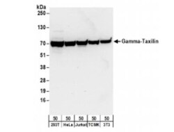 taxilin gamma Antibody, Novus Biologicals 0.1mg; Unlabeled:Antibodies,