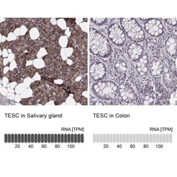 tescalcin Antibody, Novus Biologicals:Antibodies:Primary Antibodies