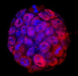 Novus Biologicals v6.5 Mouse Embryonic Stem Cells 2mL | Buy Online | Novus Biologicals&trade; | Fisher Scientific