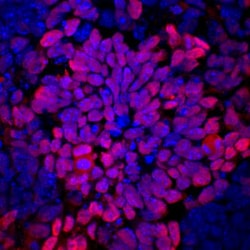 Novus Biologicals v6.5 Mouse Embryonic Stem Cells 2mL | Buy Online | Novus Biologicals&trade; | Fisher Scientific