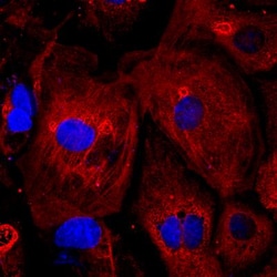 Novus Biologicals v6.5 Mouse Embryonic Stem Cells 2mL | Buy Online | Novus Biologicals&trade; | Fisher Scientific