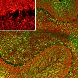 visinin-like 1 Antibody (2D11), Novus Biologicals:Antibodies:Primary Antibodies