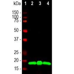 visinin-like 1 Antibody (2D11), Novus Biologicals:Antibodies:Primary Antibodies