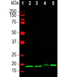 visinin-like 1 Antibody (3A9), Novus Biologicals:Antibodies:Primary Antibodies