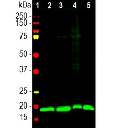 visinin-like 1 Antibody, Novus Biologicals 0.1mL; Unlabeled:Antibodies,