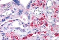 xCT Antibody, Novus Biologicals 0.1mg; Unlabeled:Antibodies, Polyclonal