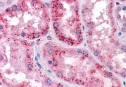 xCT Antibody, Novus Biologicals 0.1mg; Unlabeled:Antibodies, Polyclonal