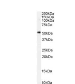 xCT Antibody, Novus Biologicals 0.1mg; Unlabeled:Antibodies, Polyclonal