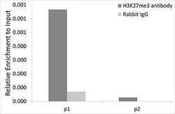SNRPA Antibody, ProSci 0.1 mL | Buy Online | ProSci LLC | Fisher Scientific
