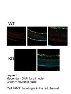 PANX1 Antibody, ProSci 0.1 mL | Buy Online | ProSci LLC | Fisher Scientific
