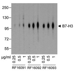 B7-H3 Detection Set (Risk Free), ProSci