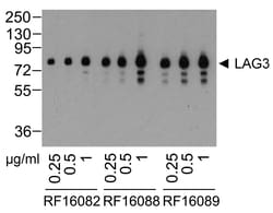 LAG3 Detection Set (Risk Free), ProSci