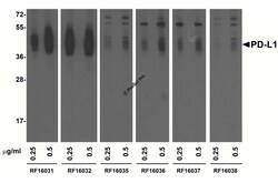 PDL1 Detection Set (Risk Free), ProSci 1 Set | Buy Online | ProSci LLC | Fisher Scientific