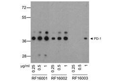 PD1 Detection Set (Risk Free), ProSci 1 Set | Buy Online | ProSci LLC | Fisher Scientific