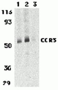 ProSci&nbsp;CCR3 Peptide