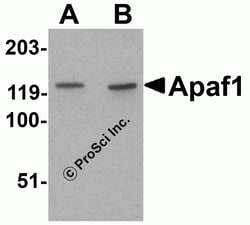 ProSci&nbsp;Apaf1 Peptide