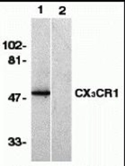 ProSci&nbsp;CX3CR1 Peptide