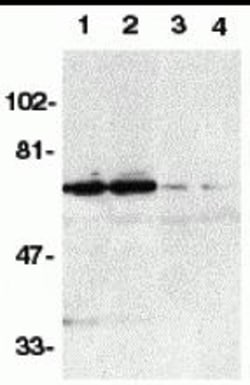 ProSci&nbsp;DR6 Peptide