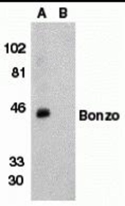 ProSci&nbsp;Bonzo Peptide