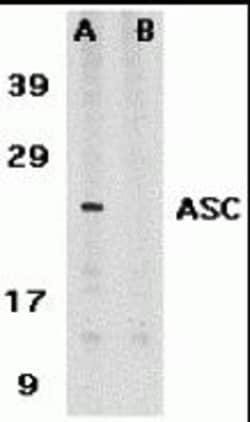 ProSci&nbsp;ASC Peptide