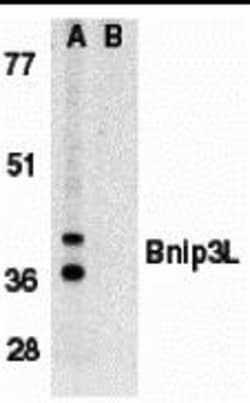 ProSci&nbsp;Bnip3L Peptide