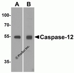 ProSci&nbsp;Caspase-12 Peptide