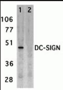 ProSci&nbsp;DC-SIGN (ED) Peptide
