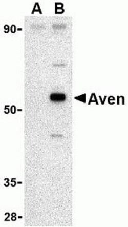 ProSci&nbsp;Aven Peptide