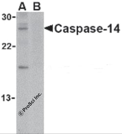 ProSci&nbsp;Caspase-14 Peptide