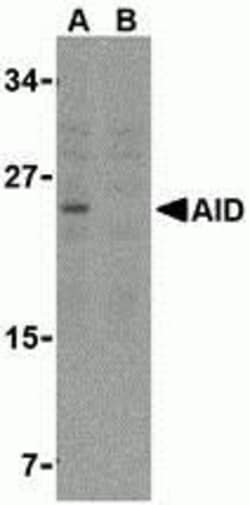 ProSci&nbsp;AID Peptide