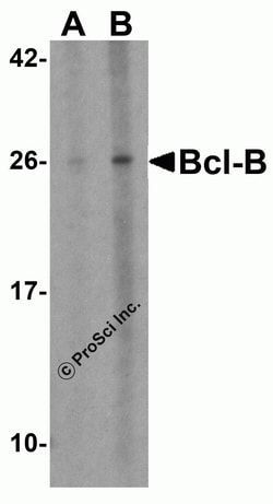 ProSci&nbsp;Bcl-B Peptide